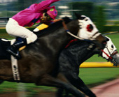 Pari-mutuel Racing Insurance